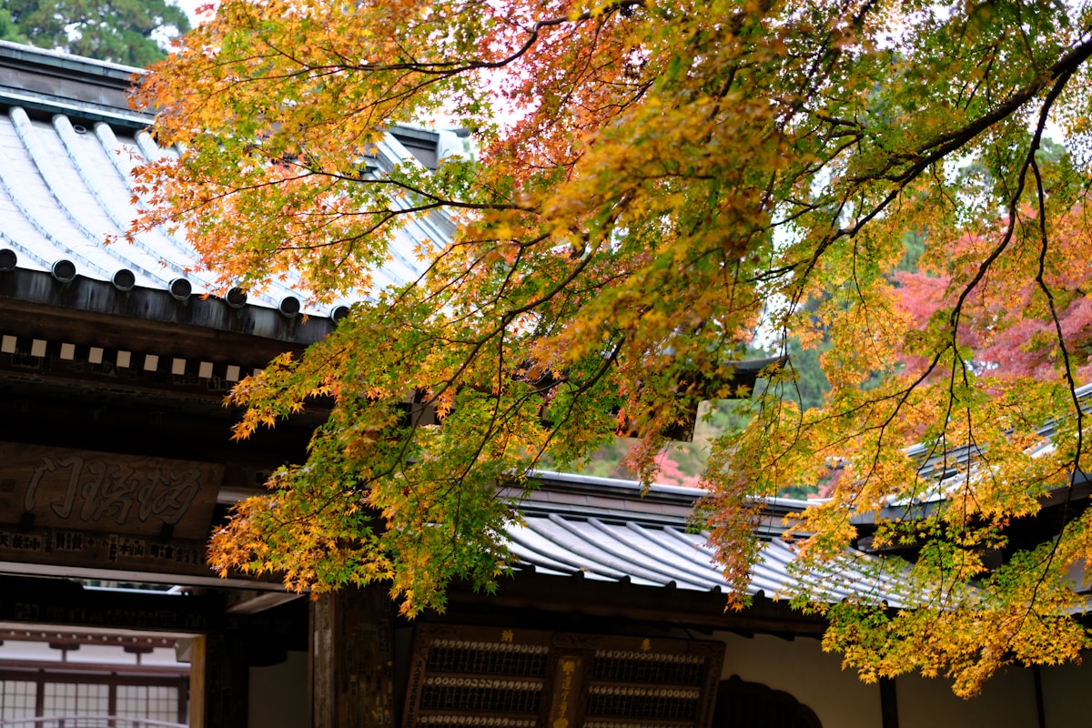 Cultural Wonders of Kyoto